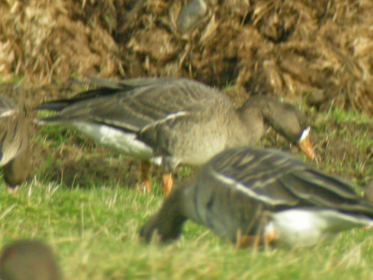 Greenland White-fronted Goose